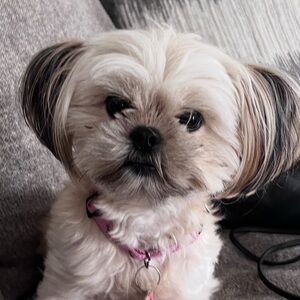 Meet your Posher, Dorita